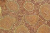 Polished Stromatolite (Jurusania) From Russia - Million Years #363037-1